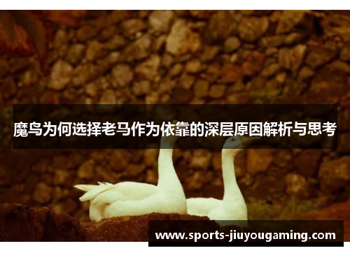 魔鸟为何选择老马作为依靠的深层原因解析与思考
